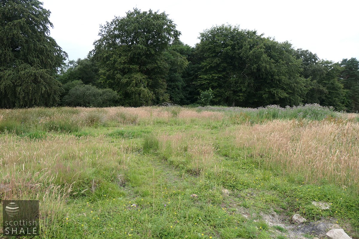 Boghead No.25 wood 3.jpg