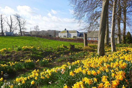 Gavieside farm in springtime.