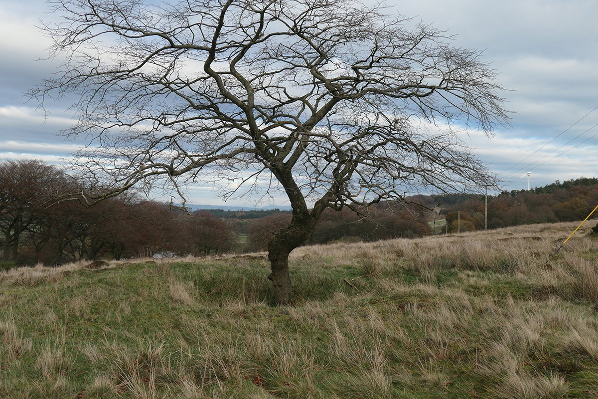 cairnpapple 11