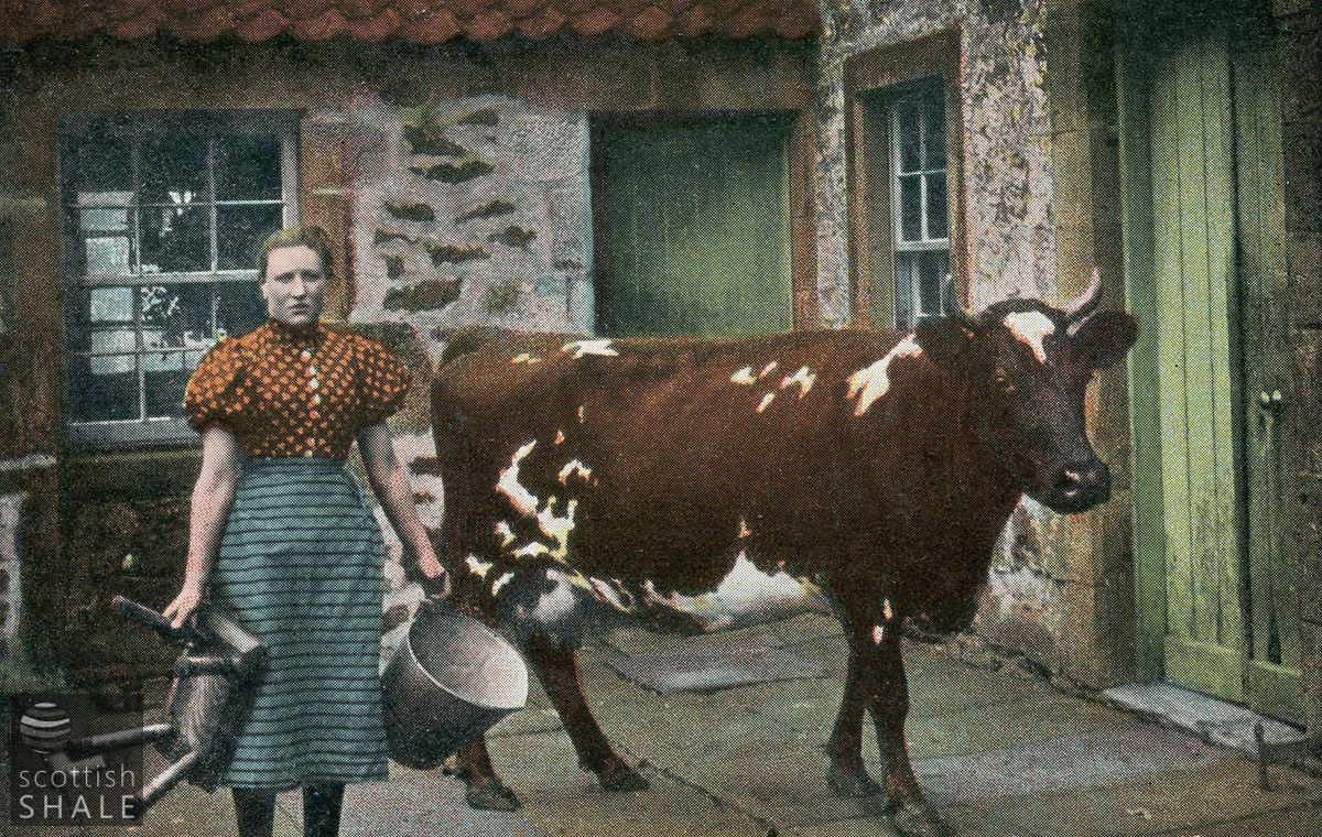 cow.png