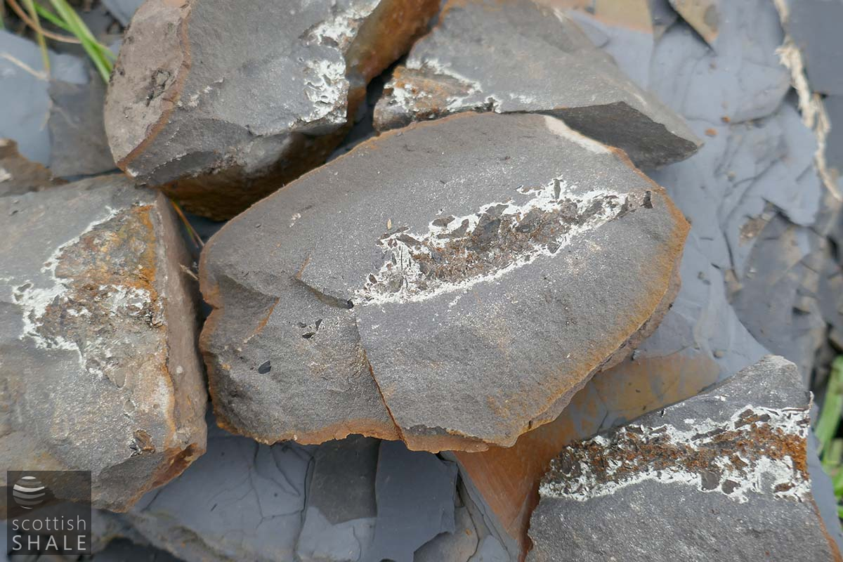 fossil 3.png