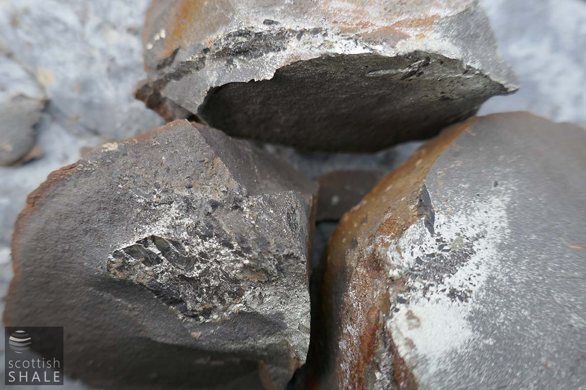 fossil 4.png
