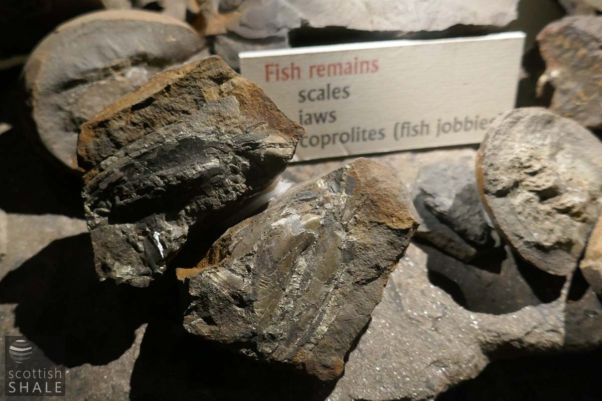 fossil 5.png