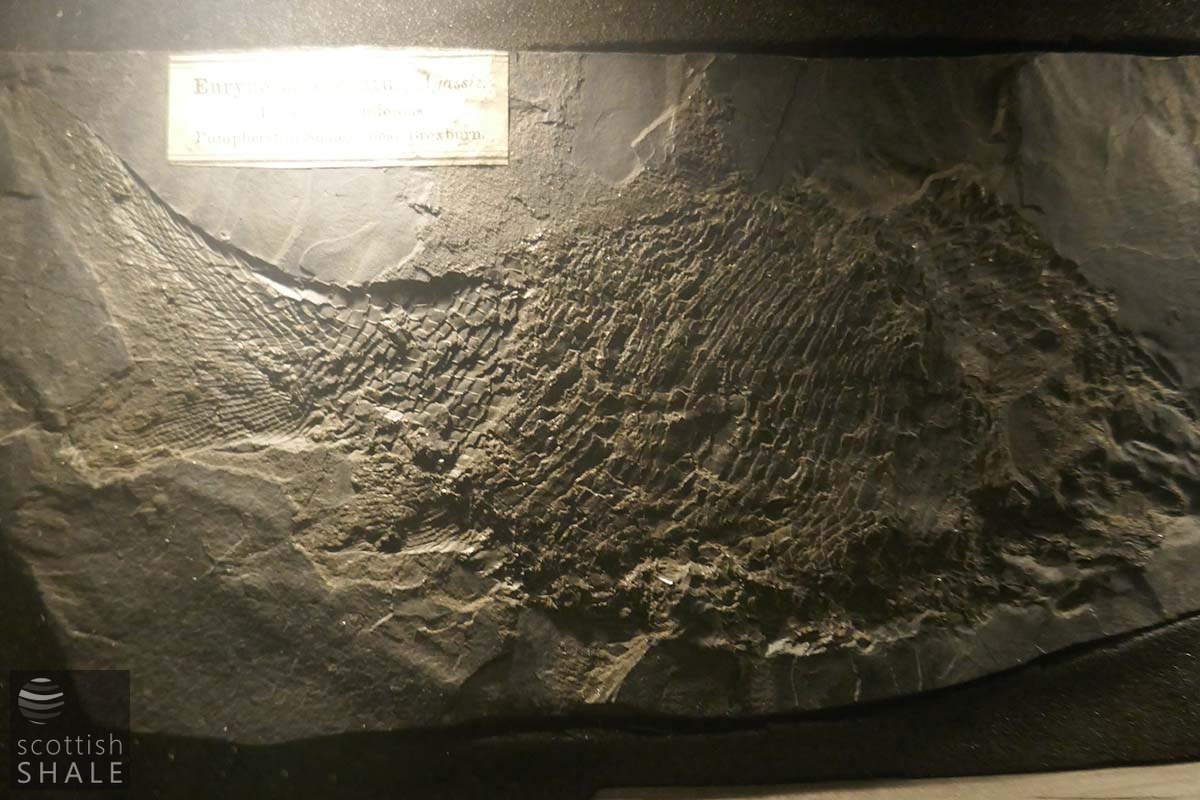 fossil 9.png
