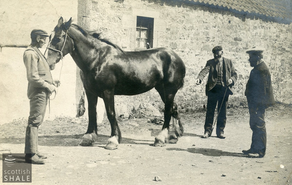 horse.png