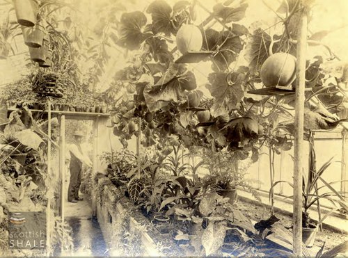 A melon house at one of James's Young's properties; the hot houses at Middleton are likely to have been similar