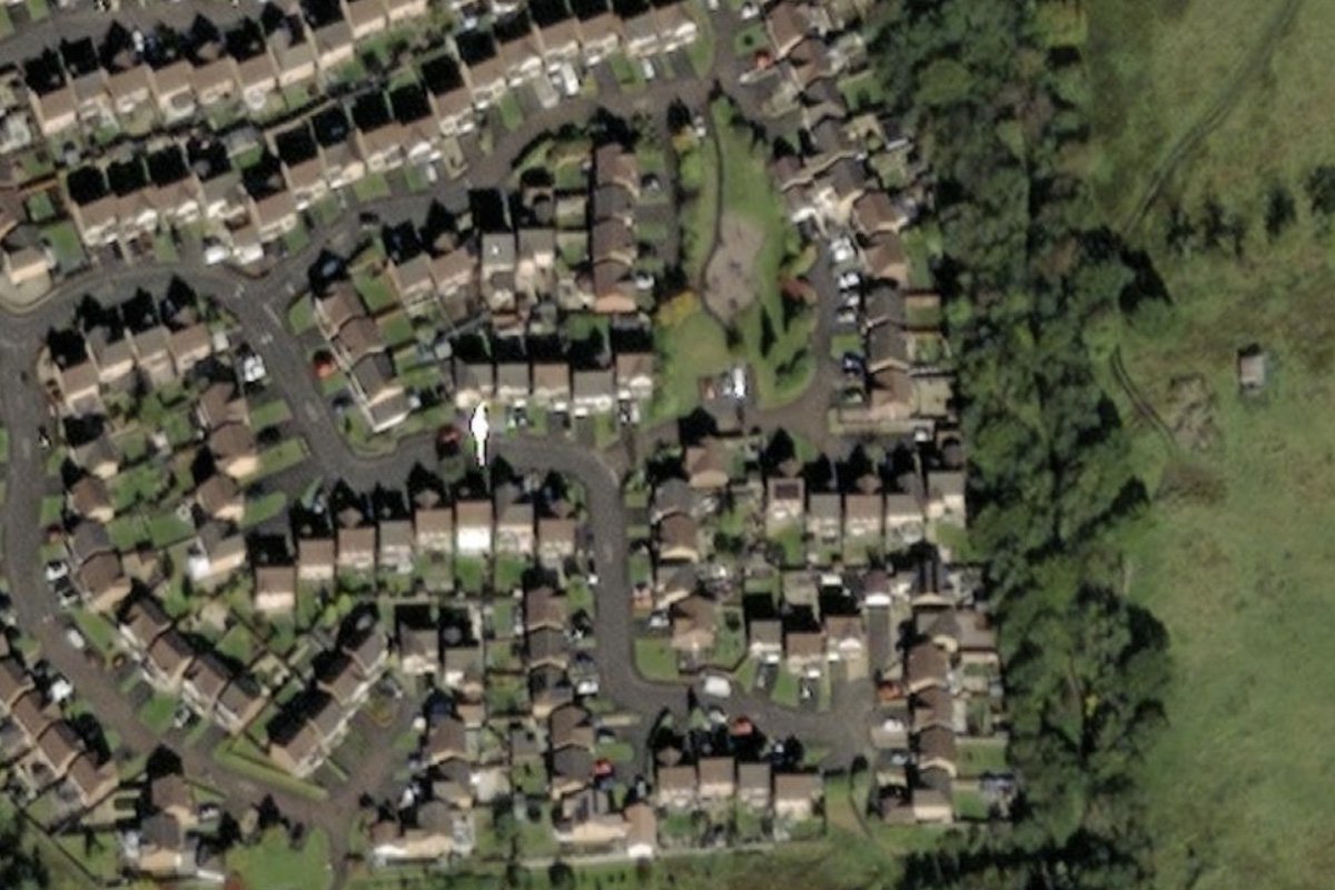 trees 4 aerial.jpg